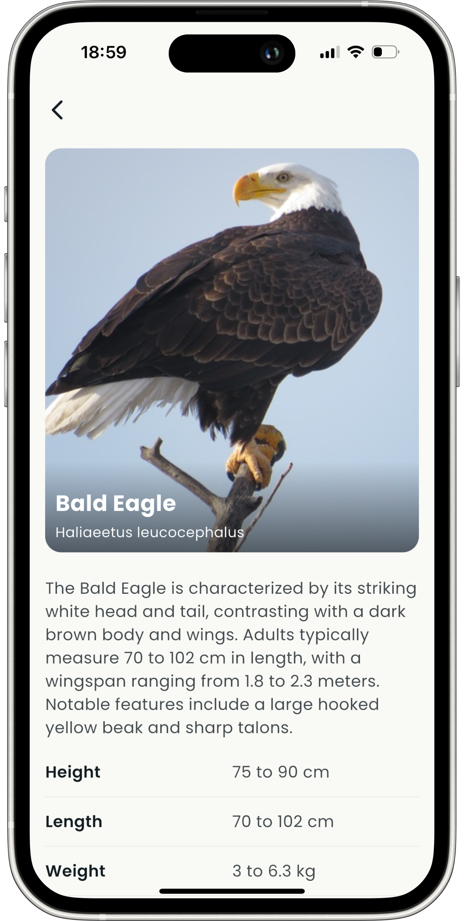 Music & Noise Isolation - Finwise financial management feature